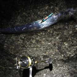 太刀魚のみハマチの姿は無し